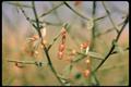 گزانگبین ایرانی، خار شتر، camelthorn ، camelthorn-bush ، Persian mannaplant